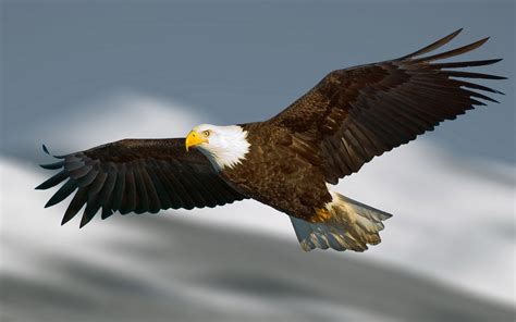 Bald Eagle Americas National Bird