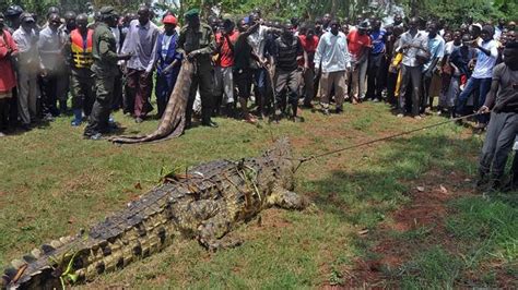 List of uganda newspapers for news and information on sports, entertainments, tourism, jobs uganda newspapers and news sites. One-tonne crocodile which ate four men captured in Uganda