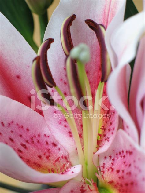 Pink Lily Stock Photo Royalty Free Freeimages