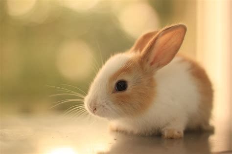Such A Cute Little Orange And White Bunny Cute Animals Cute Baby