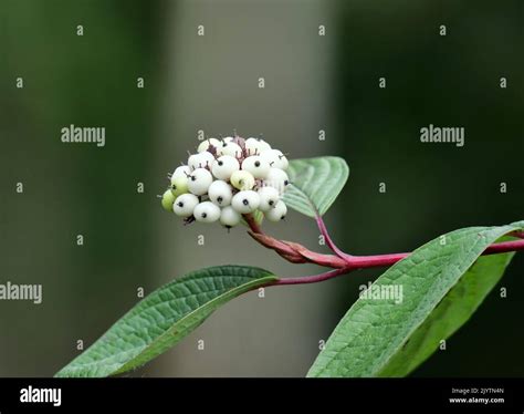 Snowberry Hedge Hi Res Stock Photography And Images Alamy