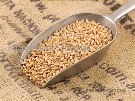 High Quality Wheat Grain For Sale Productssouth Africa High Quality