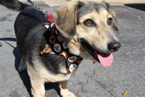 Our animals are ready to join your family! Halloween Dog Adoption: October 25, 2014 | SPCA of ...