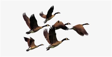 The Canada Goose Bird Duck Flock Of Geese Png Free Transparent PNG
