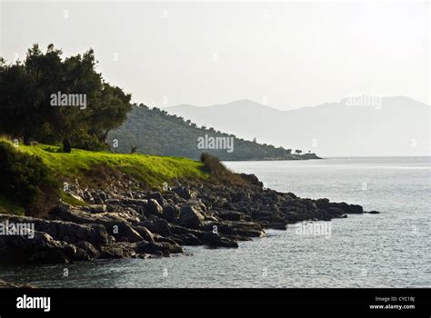 Coastal Landscape With Olive Groves Pelion Peninsula Thessaly Greece