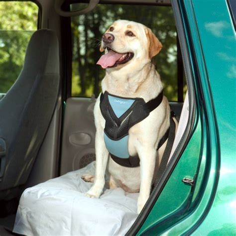 Os Pets precisam de!: Transporte seguro dos pets no carro
