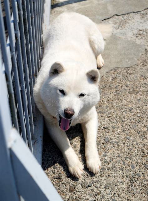White Shiba Dog In The Cage Near Shiraoi Ainu Village Museum In