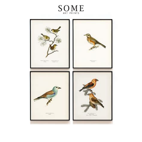Audubon Bird Prints Set Of 4 Vintage Bird Prints Bird Etsy