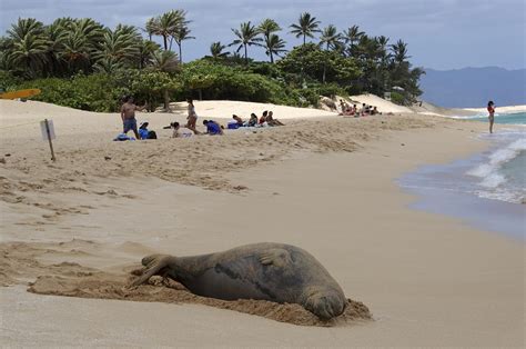 Endangered Hawaiian Monk Seal Population Highest In Decades Ap News