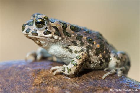 European Green Toad Bufo Viridis Info Details Facts And Images