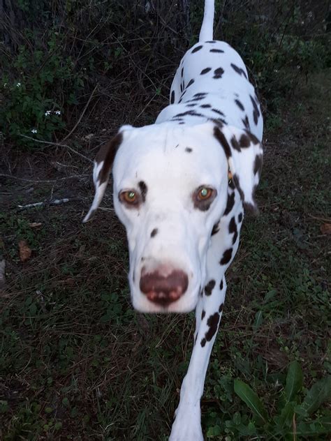 Dalmatian Rescue Of Colorado Inc