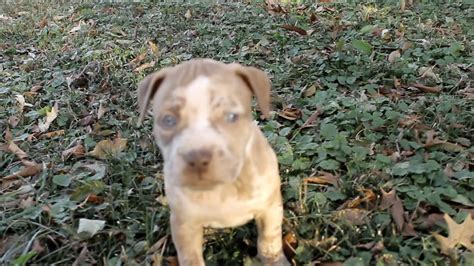 Stud service american pitbull terrier negotiable prices. Merle pitbull puppies for sale