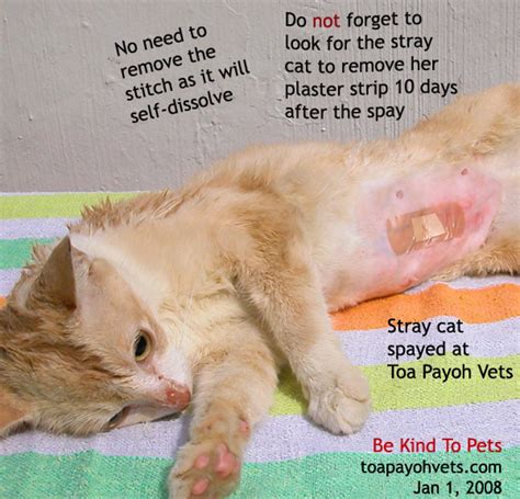 Cats can be spayed while they are in heat although the surgery is a little more complicated. New Page 1 www.asiahomes.com
