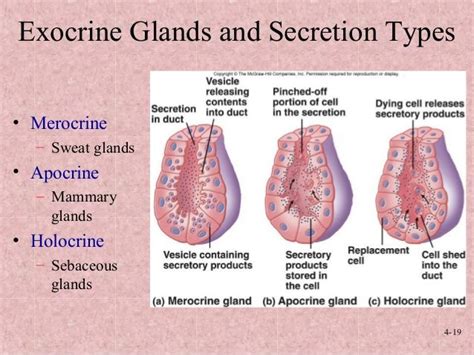 Explain The Different Types Of Exocrine Glands