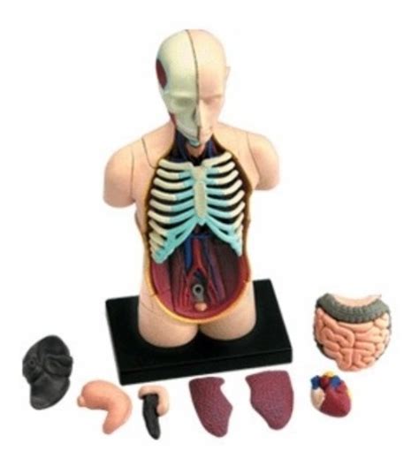 modelo do corpo humano torso 26051 4d master anatomia r 177 45 em mercado livre