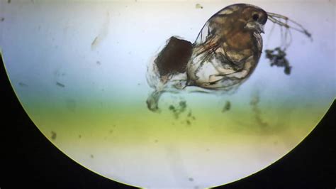 Hydra Swallowing Daphnia Timelapse Youtube