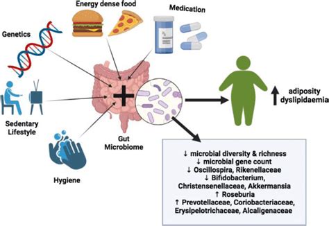 Contributions Towards Obesity Development Including Gut Microbiota
