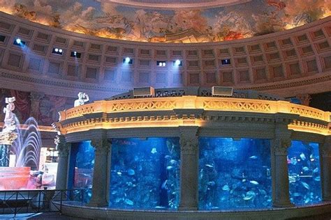 The Atlantis Aquarium Is One Of The Very Best Things To Do In Las Vegas