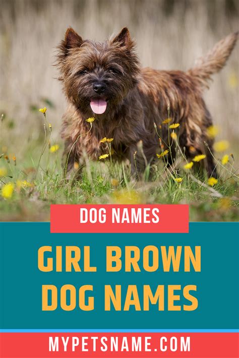 The 100 most popular dog names of 2017. From names rooted in nature, such as 'Willow' and 'Sparrow ...