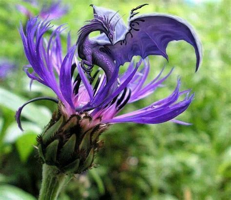 Pin By Mary Richardson On Dragons Dragon Artwork Dragon Pictures