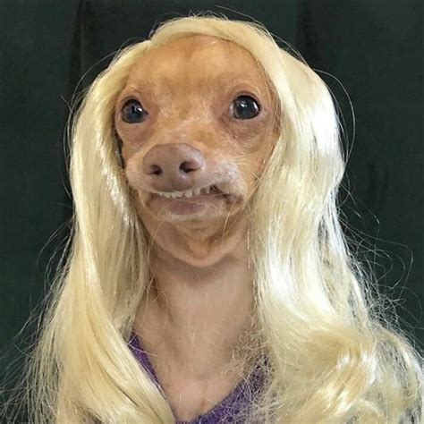 25 Funny Photos Of Dogs Wearing Wigs That Will Make You Chuckle