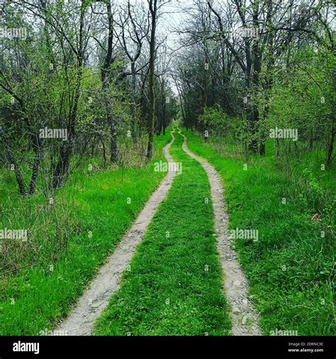 Dirt Road Along Plants And Trees In Forest Stock Photo Alamy