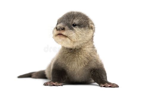 Baby Asian Small-clawed Otter, Amblonyx Cinerea Stock Photo - Image of