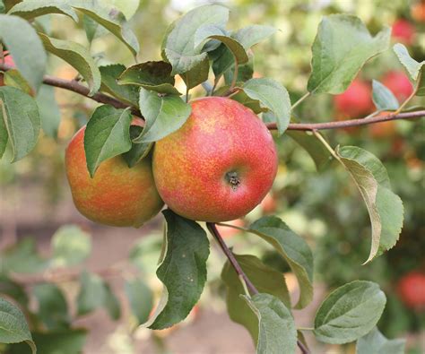 Honeycrisp Apple Tree And More Varieties To Grow In Your Home Garden
