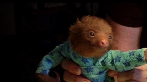 Cuddle A Sloth At The Tonight Show Sloth Of The Day