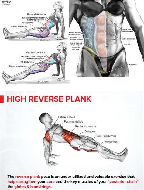 Lower Body With Reverse Planks