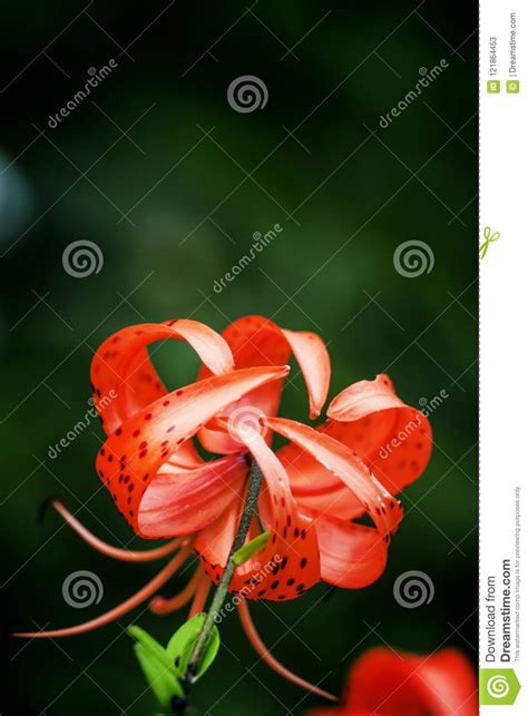 Garden Tiger Lilies Lilium Lancifolium Syn L Stock Image Image Of