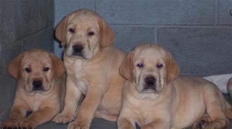 These are our 4 day old yellow labrador retriever puppies. Yellow Lab Puppies for Sale | Cream and Yellow Lab Puppy ...