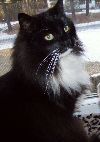 Male Musicians With Long Hair - Artist With Long Hair