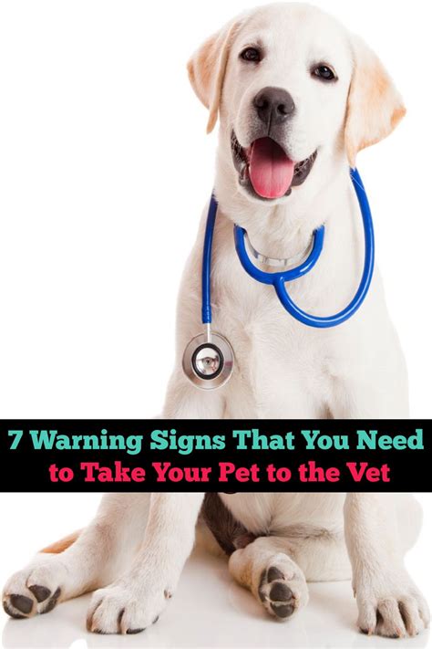 7 Warning Signs That You Need To Take Your Pet To The Vet In 2020 Dog