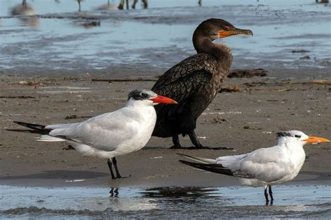 ‘oktobirdfest On Eastern Shore Provides Novice Bird Watchers With
