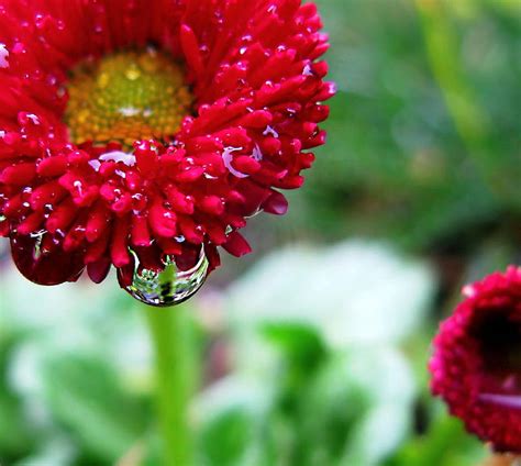Rainy Day Flower Gorgeous Flower Nature Red Flower Hd Wallpaper