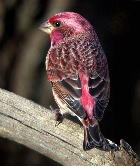 Purple Finch Winter Birds In Wnc Pinterest