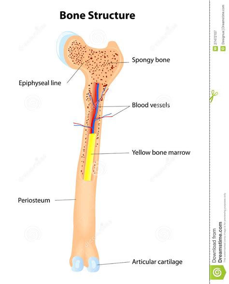 The structure and composition of bone provide it with excellent failure resistance while long and short bones ossify using a previously formed cartilage model (endochondral ossification), whereas flat bones form from the condensation. Bone Structure. Vector Scheme Stock Vector - Image: 27472107