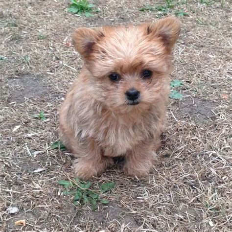 Mixed Breed Pomeranian And Yorkshire Terrier Or A Yoranian Cute