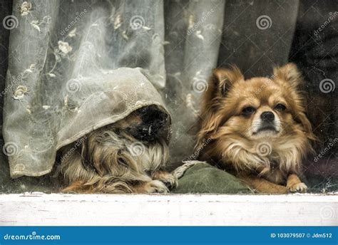 Funny Tired Dogs Stock Image Image Of Abstract Background 103079507