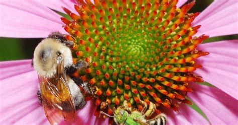 Dundas Urquhart Butterfly Garden Hosts Bees And Bugs Workshop