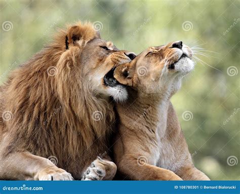 Pair Of Adult Lions In Zoological Garden Stock Image Image Of