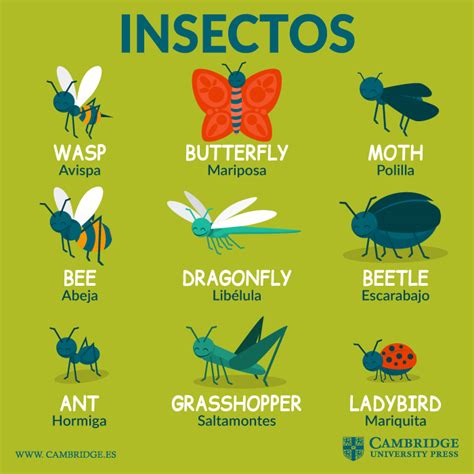 Insectos En Inglés Cambridge Blog