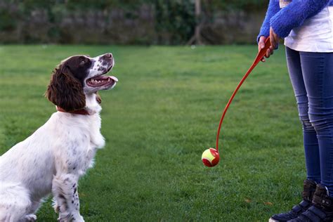 Dog Play How To Keep Your Dog Physically And Mentally Active