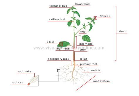 Plants And Gardening Plants Plant Structure Of A Plant Image