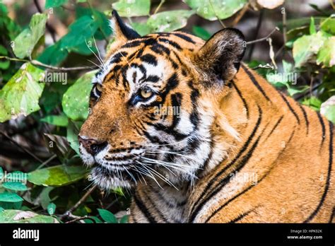 Close Encounter With Royal Bengal Tiger Named Ustaad Stock Photo Alamy
