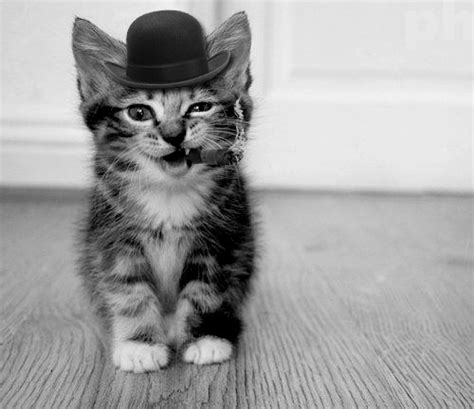 Gangster Cat Funny Cute Cats Therapy Animals Cats