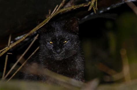 11 Stunning South American Wild Cats