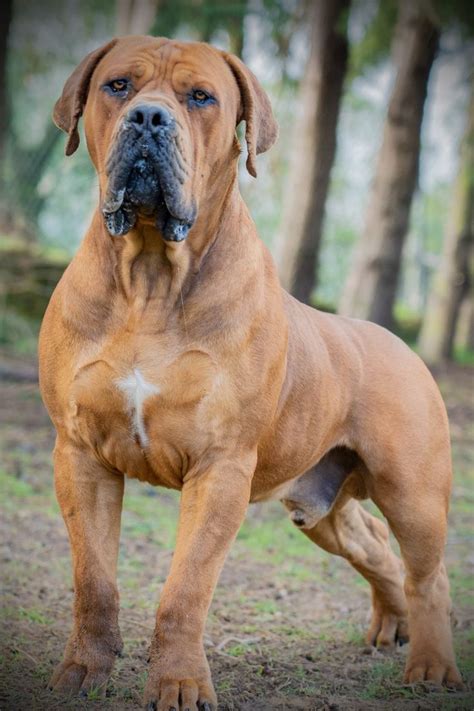 Boerboel Dog Breed Information Center For The South