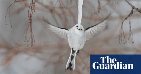 Wildlife Photographer Of The Year Highly Commended Images World
